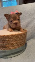 Bella , a female French Bulldog for sale in Roswell, GA – 2 of 3