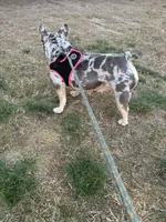 Bunny , a female French Bulldog for sale in Roswell, GA – Photo 3 of 3