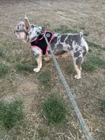 Bunny , a female French Bulldog for sale in Roswell, GA – Photo 2 of 3