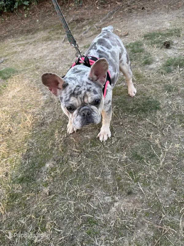 Bunny  – French Bulldog puppy for sale in Roswell, GA