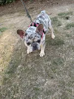 Bunny , a female French Bulldog for sale in Roswell, GA – Photo 1 of 3