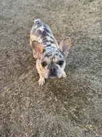 Bunny , a female French Bulldog for sale in Roswell, GA – Photo 6 of 10