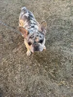 Bunny , a female French Bulldog for sale in Roswell, GA – Photo 7 of 10