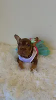 Zuri, a female French Bulldog for sale in Marietta, GA – 2 of 5