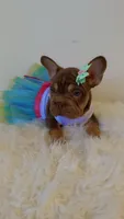 Zuri, a female French Bulldog for sale in Marietta, GA – 3 of 5