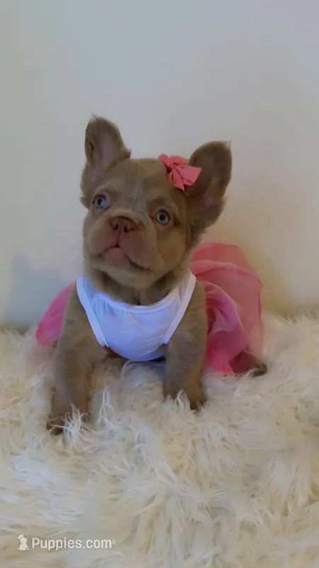 Tilly – French Bulldog puppy for sale in Marietta, GA