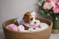 Coco , a  Shihpoo for sale in Roswell, GA – 4 of 5