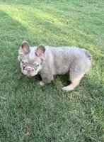 Stormy, a female French Bulldog for sale in Marietta, GA – 4 of 7