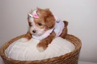 Coco , a female Shihpoo for sale in Marietta, GA – 2 of 6