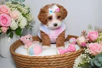 Coco , a  Shihpoo for sale in Roswell, GA – 2 of 5