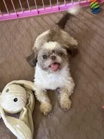 Cooper , a male Shih Tzu for sale in Marietta, GA – 3 of 3