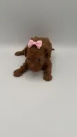 Nori, a female Poodle - Toy  for sale in Marietta, GA – 2 of 5