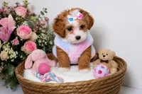 Coco , a  Shihpoo for sale in Roswell, GA – 3 of 5