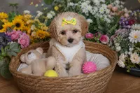 Chanel , a  Shihpoo for sale in Roswell, GA – 3 of 3