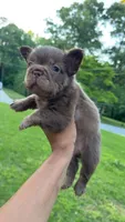Zara , a female French Bulldog for sale in Marietta, GA – 2 of 2