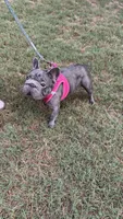 Raven , a female French Bulldog for sale in Marietta, GA – 3 of 3