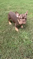 Nyle, a female French Bulldog for sale in Marietta, GA – 4 of 7