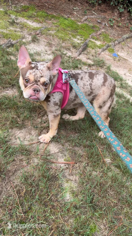 Jasmine 2  – French Bulldog puppy for sale in Marietta, GA