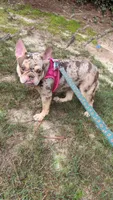 Jasmine 2 , a female French Bulldog for sale in Marietta, GA – 1 of 3