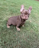 Ace, a male French Bulldog for sale in Marietta, GA – 5 of 7