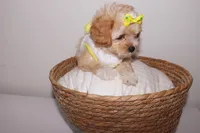 Chanel , a female Shihpoo for sale in Marietta, GA – 4 of 4