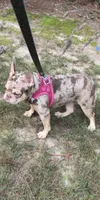 Jasmine 2 , a female French Bulldog for sale in Marietta, GA – 2 of 3
