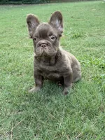 Zara , a female French Bulldog for sale in Marietta, GA – 4 of 6