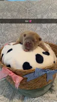 Celine , a female French Bulldog for sale in Marietta, GA – 2 of 3