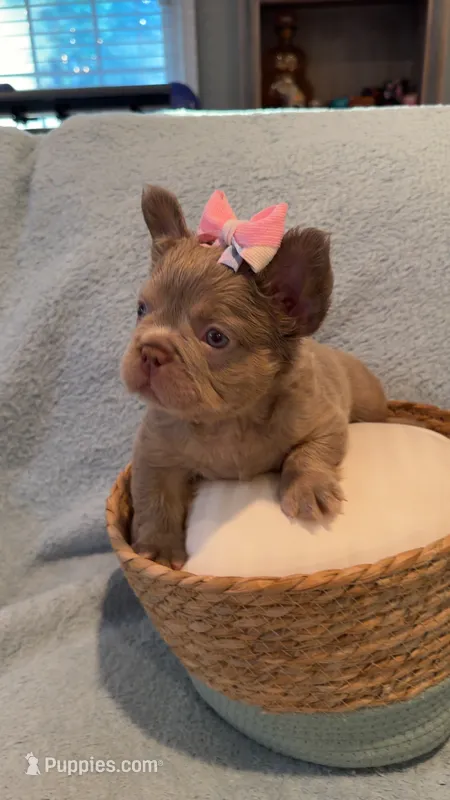 Pebbles  – French Bulldog puppy for sale in Roswell, GA