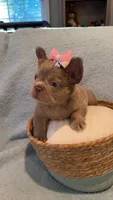 Pebbles , a female French Bulldog for sale in Roswell, GA – 1 of 2