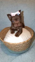 Lola, a female French Bulldog for sale in Roswell, GA – 2 of 3