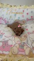Nyla , a female Shih Tzu and Poodle - Toy  for sale in Marietta, GA – 2 of 3