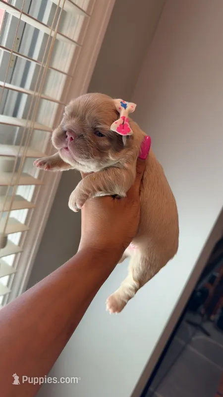 Celine  – French Bulldog puppy for sale in Marietta, GA