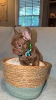 Buster , a male French Bulldog for sale in Roswell, GA – 2 of 4
