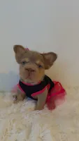 Xena, a female French Bulldog for sale in Marietta, GA – 3 of 5