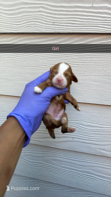 Coco – Shihpoo puppy for sale in Roswell, GA