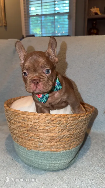 Buster  – French Bulldog puppy for sale in Roswell, GA