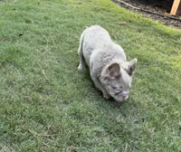Stormy, a female French Bulldog for sale in Marietta, GA – 6 of 7