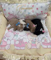 Zuri , a female Shih Tzu and Poodle - Toy  for sale in Marietta, GA – 4 of 4