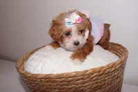 Coco , a female Shihpoo for sale in Marietta, GA – 4 of 6