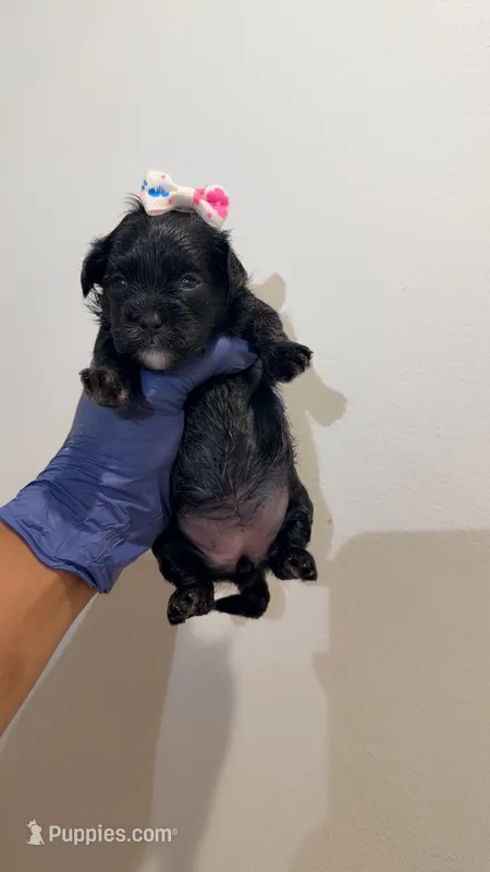Zuri  – Shih Tzu, Poodle - Toy  puppy for sale in Marietta, GA