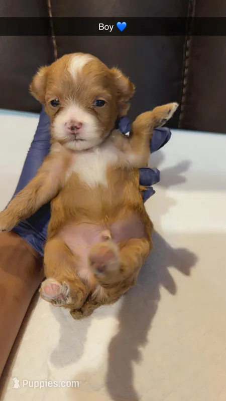 Mylo – Shihpoo puppy for sale in Roswell, GA