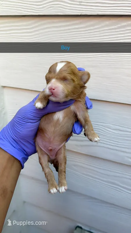 Mylo – Shihpoo puppy for sale in Roswell, GA