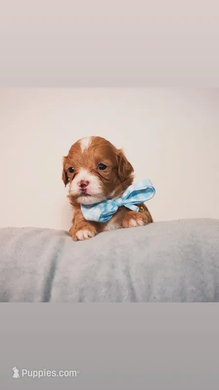 Mylo – Shihpoo puppy for sale in Roswell, GA