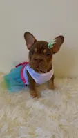 Zuri, a female French Bulldog for sale in Marietta, GA – 1 of 5