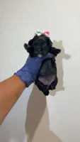 Zuri , a female Shih Tzu and Poodle - Toy  for sale in Marietta, GA – 2 of 4