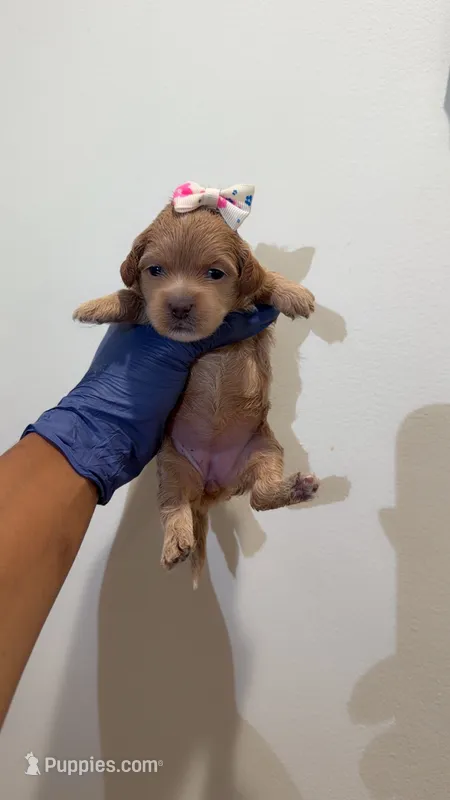 Nyla  – Shih Tzu, Poodle - Toy  puppy on hold in Marietta, GA