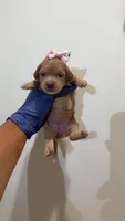 Nyla , a female Shih Tzu and Poodle - Toy  for sale in Marietta, GA – 1 of 3