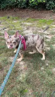 Jasmine 2 , a female French Bulldog for sale in Marietta, GA – 3 of 3