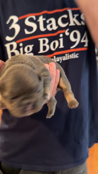 Lola , a female French Bulldog for sale in Marietta, GA – 4 of 4